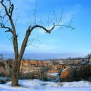 Plants: image 2 0f 4 thumb