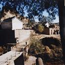 Plants: image 2 0f 4 thumb