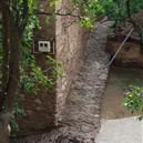 Plants: image 2 0f 4 thumb