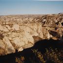 Plants: image 2 0f 4 thumb