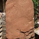 Plants: image 2 0f 4 thumb