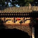 Plants: image 2 0f 4 thumb