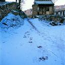 Plants: image 2 0f 4 thumb