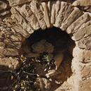 Plants: image 2 0f 4 thumb