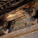 Plants: image 2 0f 4 thumb