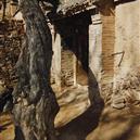 Plants: image 2 0f 4 thumb