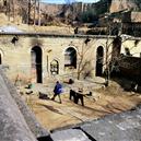 Plants: image 2 0f 4 thumb