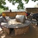 Plants: image 2 0f 4 thumb