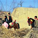 Plants: image 2 0f 4 thumb