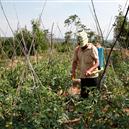 Plants: image 2 0f 4 thumb