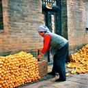 Plants: image 2 0f 4 thumb