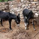 Plants: image 2 0f 4 thumb