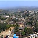 Plants: image 2 0f 4 thumb