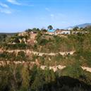 Plants: image 2 0f 4 thumb