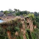 Plants: image 2 0f 4 thumb