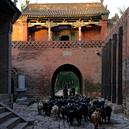 Plants: image 2 0f 4 thumb