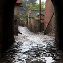 Plants: image 2 0f 4 thumb