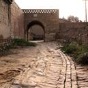 Plants: image 2 0f 4 thumb