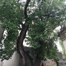 Plants: image 2 0f 4 thumb