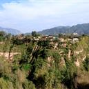 Plants: image 2 0f 4 thumb