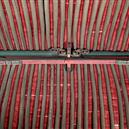 Plants: image 2 0f 4 thumb