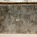 Plants: image 2 0f 4 thumb