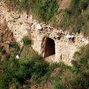 Plants: image 2 0f 4 thumb