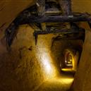 Plants: image 2 0f 4 thumb