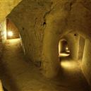 Plants: image 2 0f 4 thumb