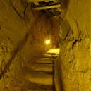 Plants: image 2 0f 4 thumb