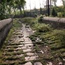 Plants: image 2 0f 4 thumb