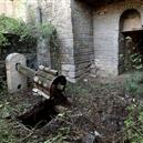 Plants: image 2 0f 4 thumb