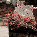 Plants: image 2 0f 4 thumb