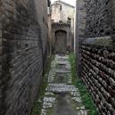 Plants: image 2 0f 4 thumb