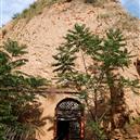 Plants: image 2 0f 4 thumb