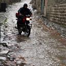 Plants: image 2 0f 4 thumb