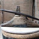 Plants: image 2 0f 4 thumb