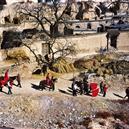 Plants: image 2 0f 4 thumb