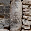 Plants: image 2 0f 4 thumb