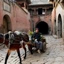 Plants: image 2 0f 4 thumb