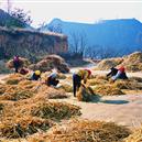 Plants: image 2 0f 4 thumb