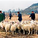 Plants: image 2 0f 4 thumb