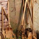 Plants: image 2 0f 4 thumb