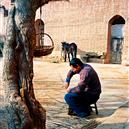 Plants: image 2 0f 4 thumb